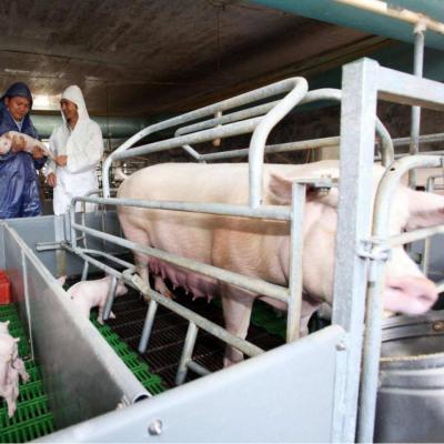 China 300 Sows Farm Complete Pig Project Equipment Farrowing Carte en venta