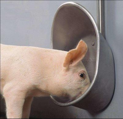 China Cuenco de acero inoxidable del agua del cerdo del cuenco automático de Waterer del cerdo del ganado en venta