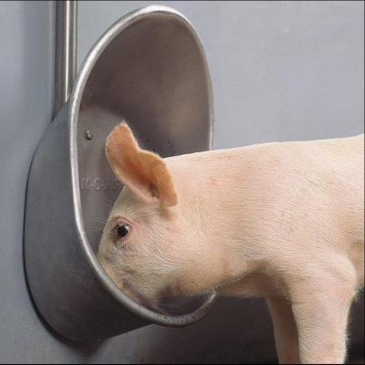 China Hygienic Stainless Steel Automatic Water Drinker For Small Medium Large Sized Pigs Te koop