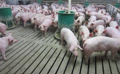 China 300 Sows Whole Farm Pig Farming Livestock Farm Equipment Te koop