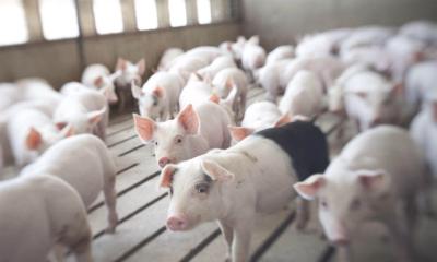 Chine High Durability 2000 Pigs Farm Livestock Farming Equipment à vendre