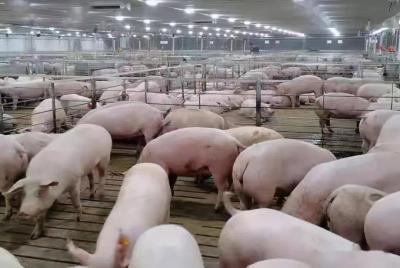 China One Stop Livestock Farm Equipment 500 Sows Pig Farm Project Purchase à venda