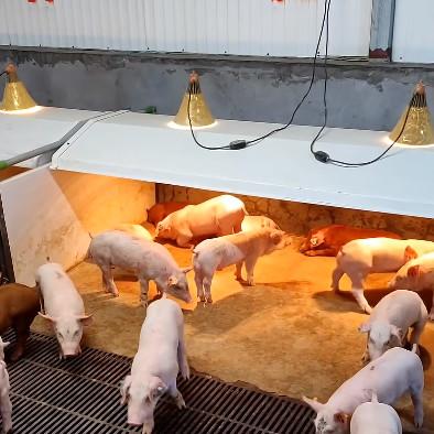 China PVC Fence Livestock Farm Nursery Cage Hot Galvanized Steel Customized à venda