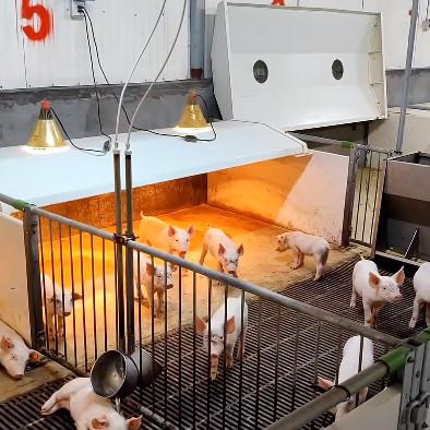 China PVC Fence Livestock Farm Equipment Piglets Nursery Cage en venta