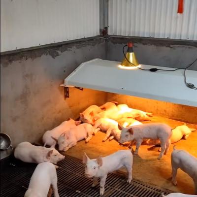 中国 Pig Farming Livestock Farming Equipment Durable Weaning Cage Stainless 販売のため