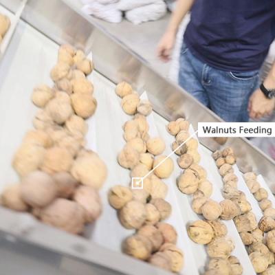 China Food Grade Conveyor Belts Walnut Shelling Machine 380V 2 Tons Output for sale