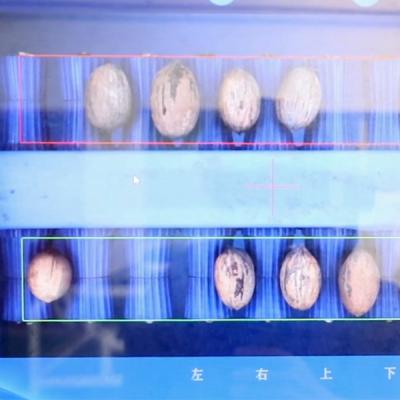 Китай 8-канальная машина для сортировки и сортировки орехов пекан с поворотным сканированием на 360°, 380 В продается