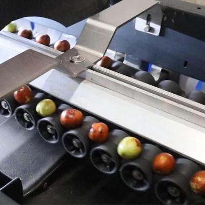 中国 8 Channels Mechanical Jujubes Sorting Machine White 380V Fruit Grading Machine 販売のため