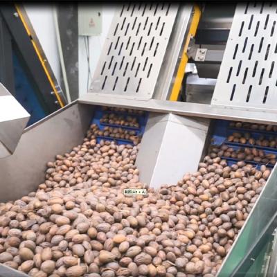 China Mechanical Pecans Silver Sorting And Shelling Machine Computer Control 380V for sale