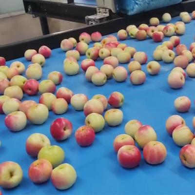 China PLC Control Apple Fruit Sorting Machine For 10 - 50mm Thickness 50 - 150mm Size for sale