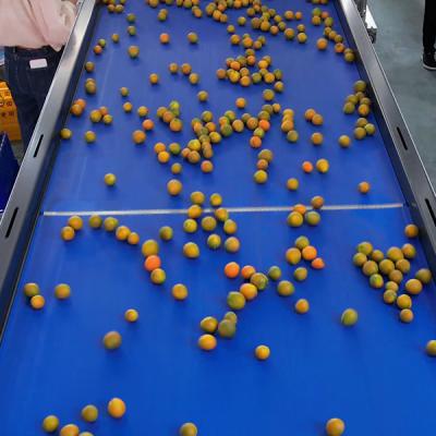 Китай 99.9% точность Apex Kumquats сортирующая машина 380V / 50Hz Компьютерное управление продается
