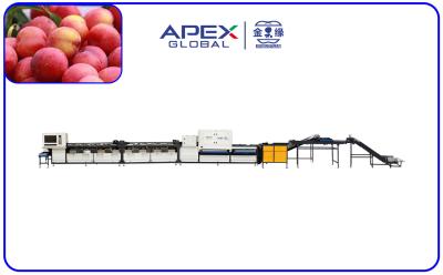 China Control PLC Máquina automática de clasificación de fruta de ciruela con una precisión del 99,9% en venta