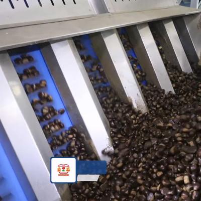 中国 15 - 18 Chestnuts Nuts Sorting Machine High Capacity Enchaned Productivity 販売のため