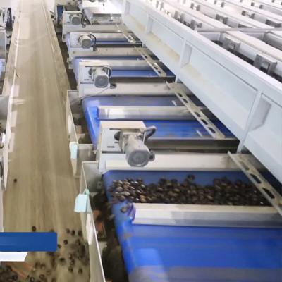 China Multiple Lanes High Resolution Camera Chestnut Sorting Machine With High Efficiency And Accuracy for sale