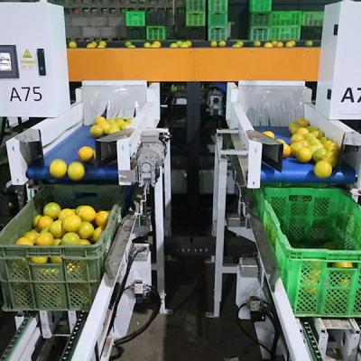 China Máquina de triagem de laranja de citrinos de alta precisão e precisão, com capacidade para 50 a 100 mm de diâmetro à venda
