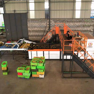 China AI Deep Learning Máquina de clasificación de naranja hasta 50 puertos de descarga para separar el tamaño y el peso del grado en venta