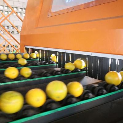 China High Output JGY Multi Lane Orange Sorting Machine Unleashing Efficiency en venta