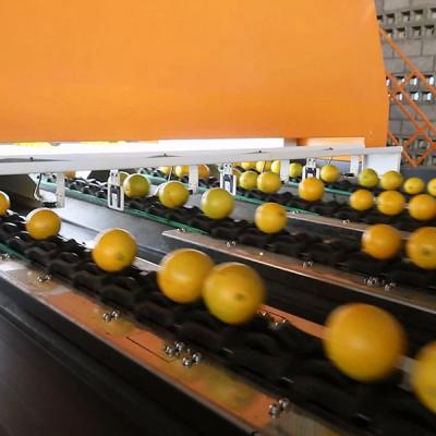 China High Precision 6 - 12 Ton Capacity Orange Sorting Machine CE Approved External Inspection à venda