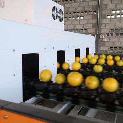 China Efficiency Redefined Orange Sorting Machine With AI Deep Learning Technology à venda