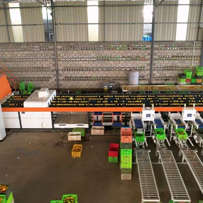 中国 Up To 12 Tons High Output Orange Sorting Machine With Multiple Lanes And Grading Discharge Ports 販売のため