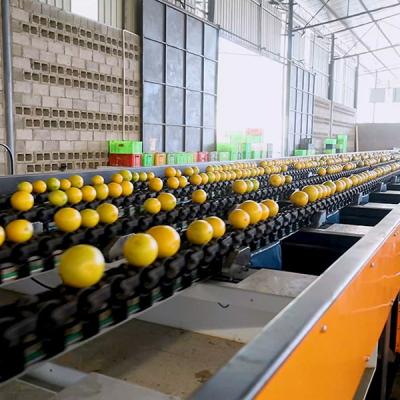 China CE MD Certified Orange Sorting Machine Up To 50 Grades With High Efficiency And Precision à venda
