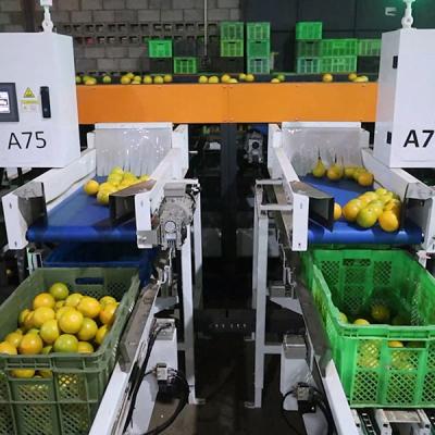 中国 SS304 Orange Sorting Machine Elevating Citrus Processing Labor Replacement Value Added 販売のため