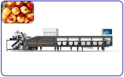 China Efficient Machine Sorting Of Dates 6 Lanes Dates Sorting Machine for sale
