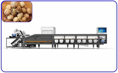 China 12 Channel Walnut Sorting Machine Size Damage Optical Sorting Equipment for sale