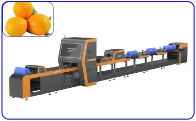 China Fertile Orange Grading Machine 50Hz 380V Intelligent High Speed Sorting Machine for sale