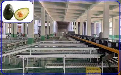 China Electric Fruit Sorting Machine 2 Channel Intelligent Avocado Grading Line for sale