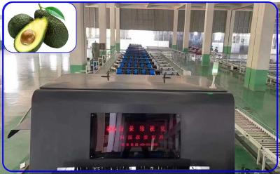 Κίνα Βιομηχανικό κανάλι 3 380V βαθμολογώντας μηχανών φρούτων αβοκάντο ευφυές προς πώληση