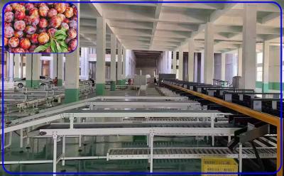 China 2 Channel Precise Automatic Sorting Machine Stainless Steel For Plum for sale