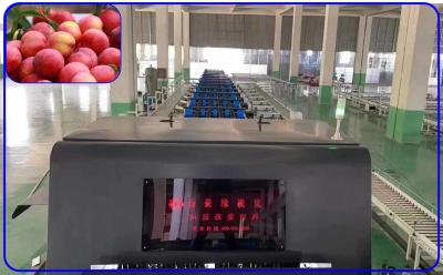 China Plum Automatic Sorting Machine Intelligent 3 Channel High Accurate for sale