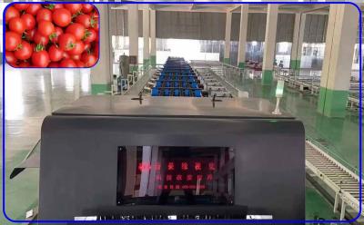 China Canal auto de la clasificadora 4 del tomate de la alta producción inteligente para 12 - 15 t/h en venta