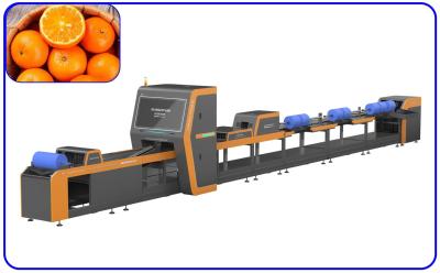 China Fruto de aço inoxidável de 2 canais do classificador automático do mandarino de Orah que classifica o equipamento à venda