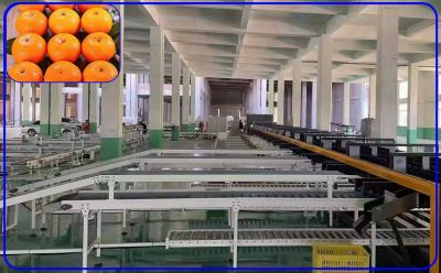 China Canal inteligente 3 de la máquina del clasificador del tamaño del daño de la fruta para el mandarín de Orah en venta