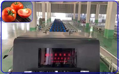 중국 맞춤화된 기계적 야채 소팅 머신 50Hz 토마토 분류기 기계 판매용