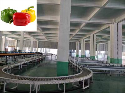 China Automatic 380V Vegetable Sorting Machine Bell Pepper Grading Equipment for sale