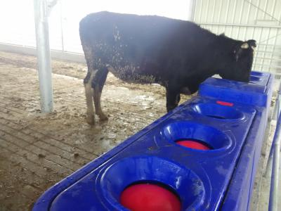 China Terrui Livestock Auto Waterer The Ultimate Solution for Automated Watering for sale