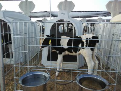 China 2.3*1.5m Dairy Calf Hutches For Cattle House for sale