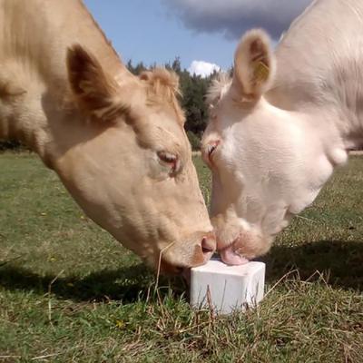 China ODM High Strength Fence Accessories Nutrition Cow Lick Block for sale