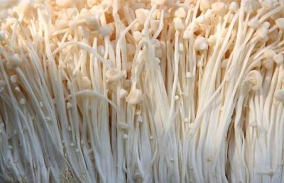 China Salted enoki mushroom for sale