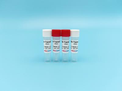 China Reverse Transcriptase M-MLV RT Feline Pestivirus Antigen Rapid Test Kit for sale