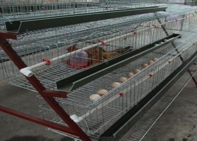 Chine Le poulet d'équipement d'aviculture de grilleur d'économie de l'espace Egg l'équipement de ferme à vendre