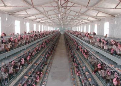 Chine Équipement extérieur lisse d'élevage pour la collection automatisée d'oeufs à vendre