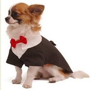 China Handsome three-button striped dog tux with collar detail and red bow tie for Poodle for sale