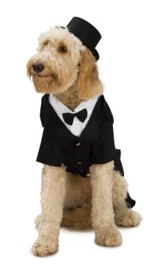 China El desgaste formal del pequeño del animal doméstico del smoking del traje perro apuesto de los rubíes viste Xx-Pequeño a XXX-Grande en venta