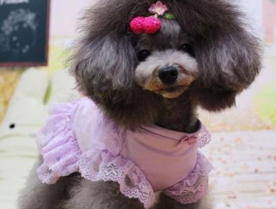 China Los perritos medios del tzu de shih de la ropa del perro visten el tutú púrpura lindo Tulle del cordón en venta
