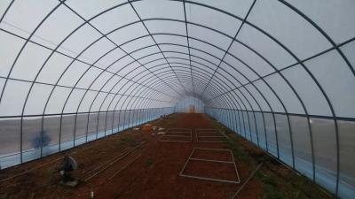 China Light Transmittance 90% Tunnel Greenhouse Vegetable Farming With Galvanized Steel Frame for sale