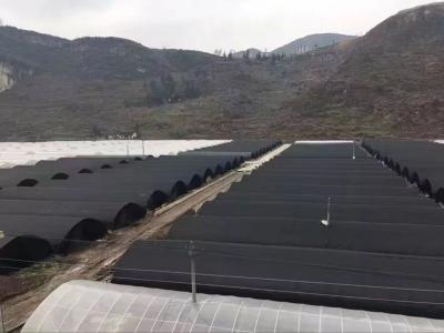 China Sides Ventilation Plastic Tomato Greenhouse Resists Corrosion for sale